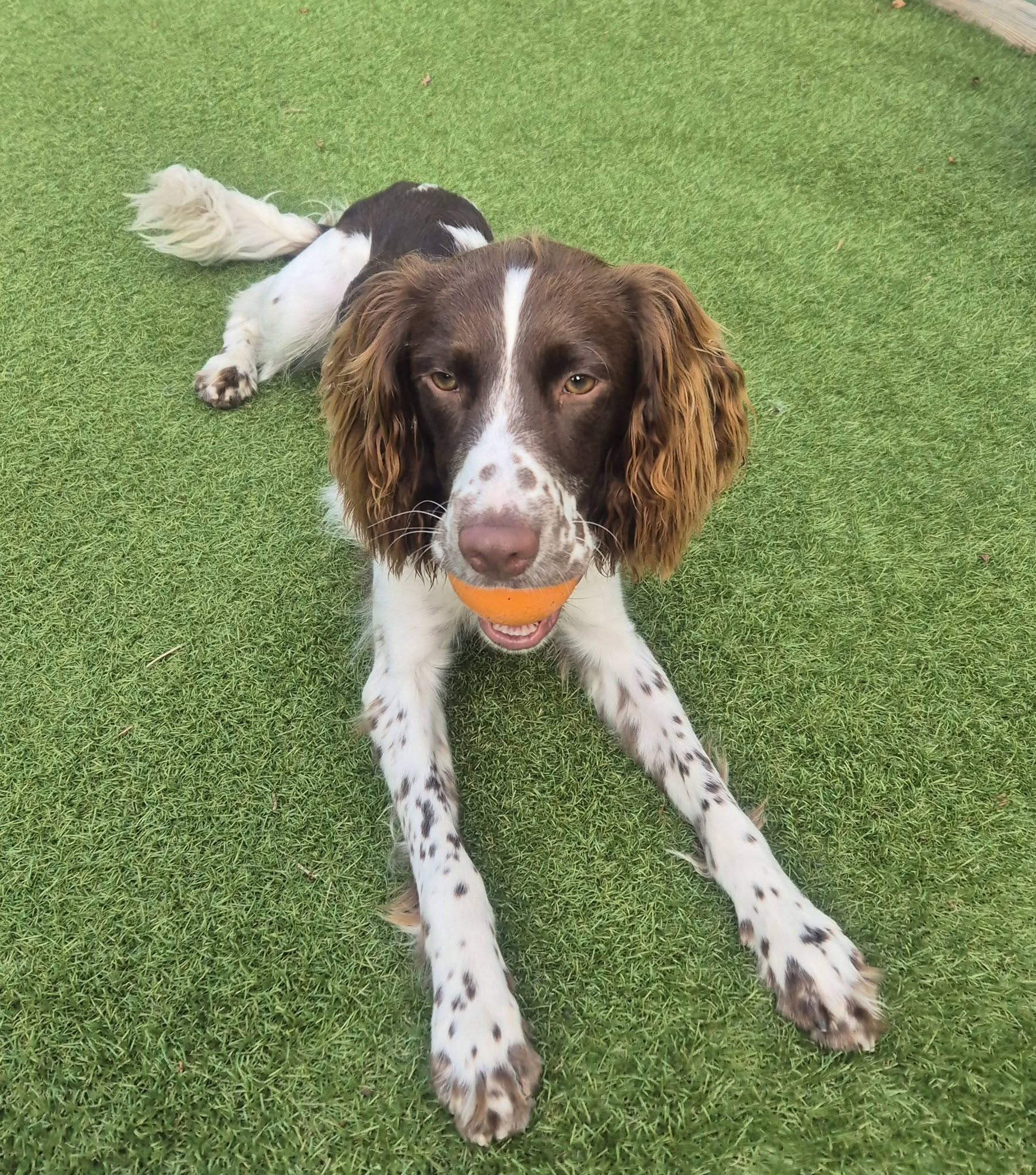 Spaniel with an orange ball on the grass