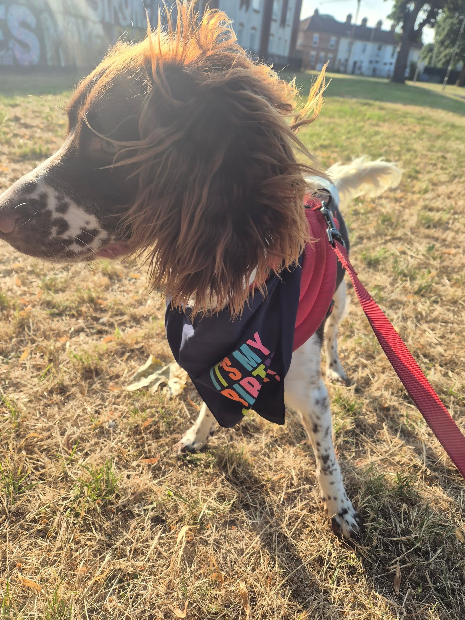 Spaniel out on a sunny walk