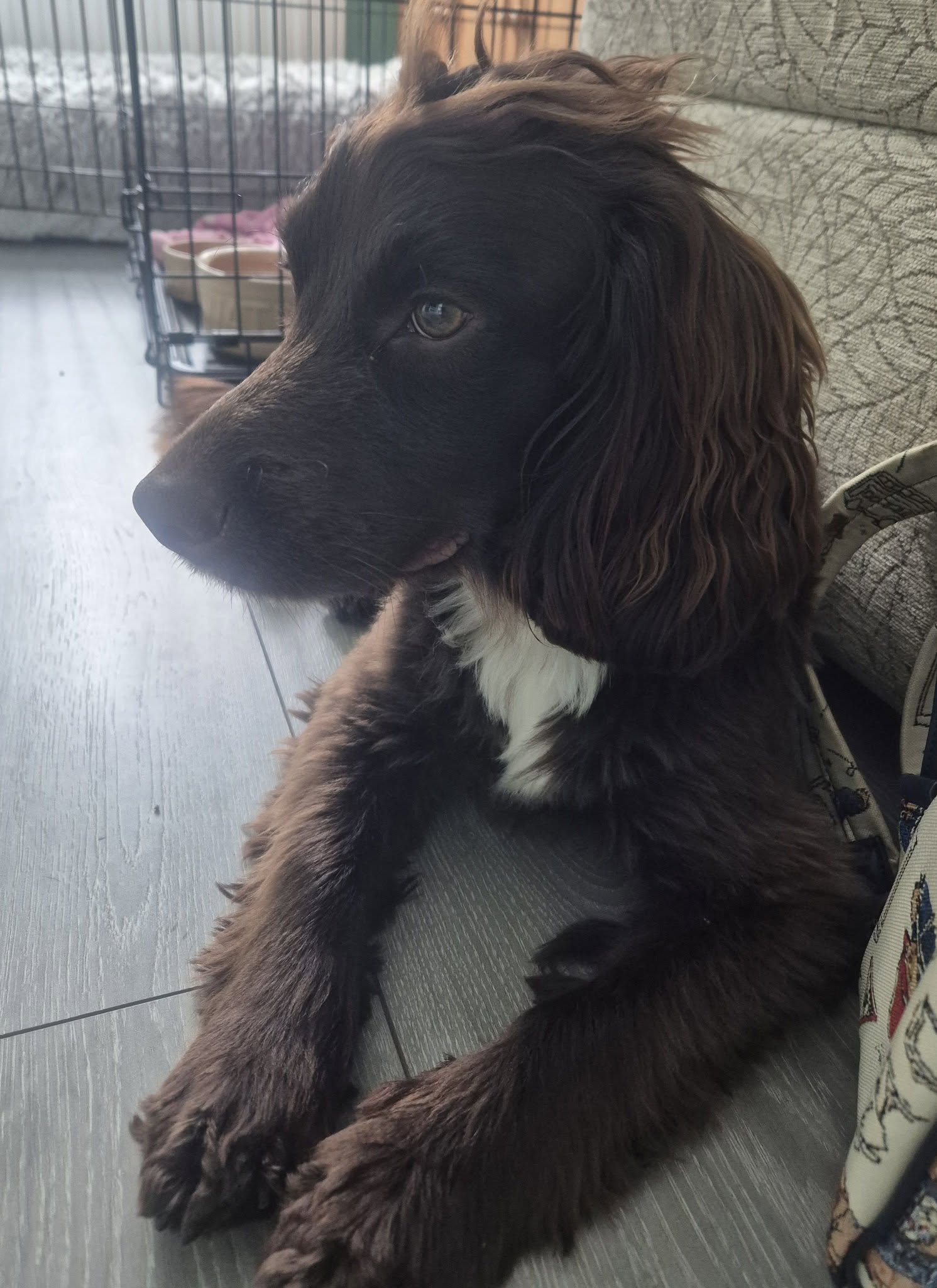 Chocolate spaniel resting at home