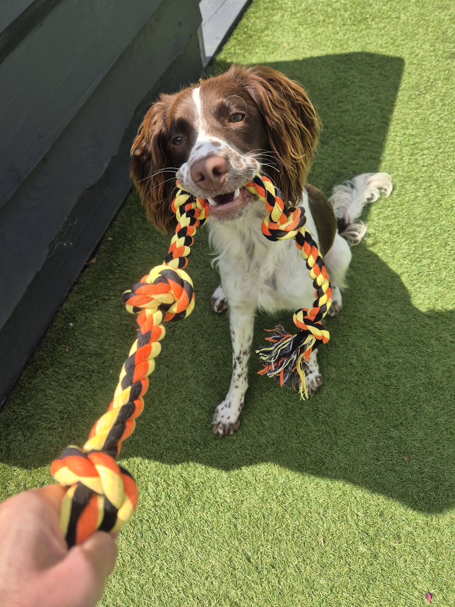 Spaniel playing tug with a rope toy